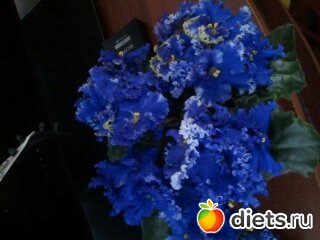 мои красотки