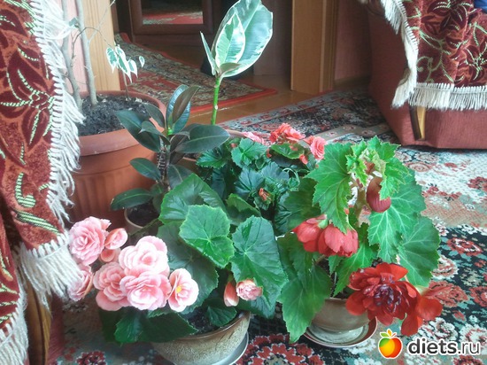 7 фото: мои красотки