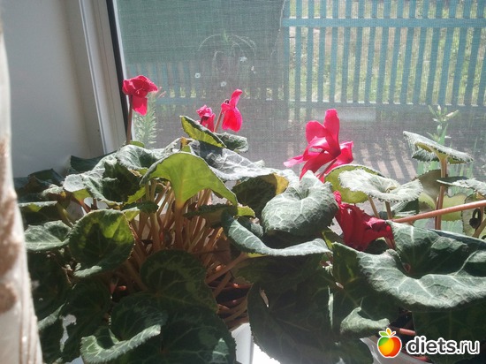 9 фото: мои красотки