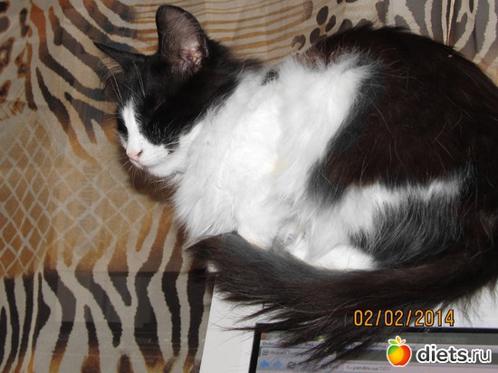 Мурчик, альбом: кошки