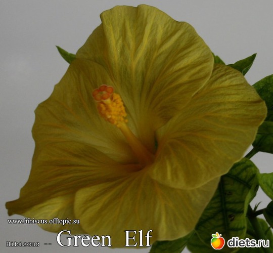 111 - Green Elf, : My Gibiskus Gallery - 2O13