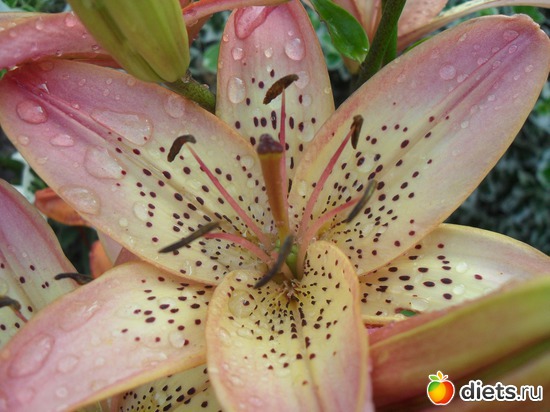 13 ����: �����