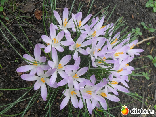 9 фото: Весна