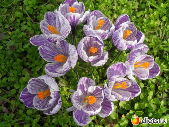 13 ����: �����