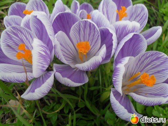 14 фото: Весна