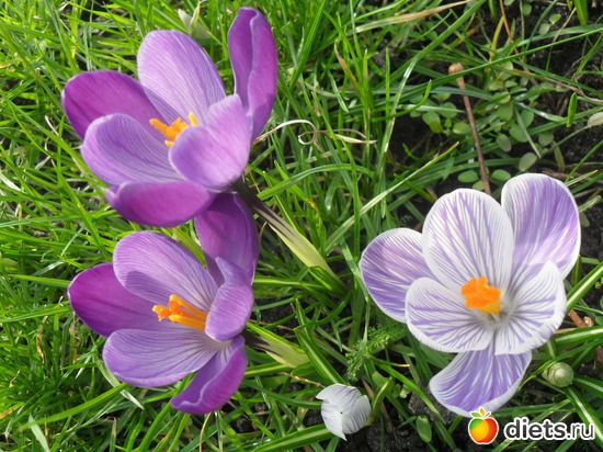 16 фото: Весна