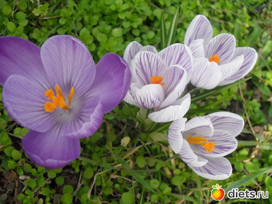 17 ����: �����