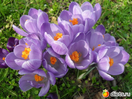 18 фото: Весна