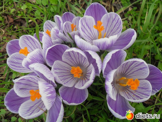 19 фото: Весна