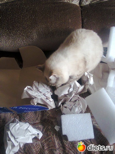 51 ����: �����