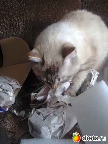 52 ����: �����