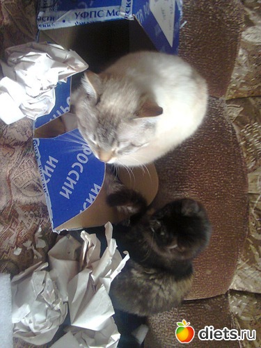 53 ����: �����