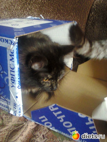 54 ����: �����