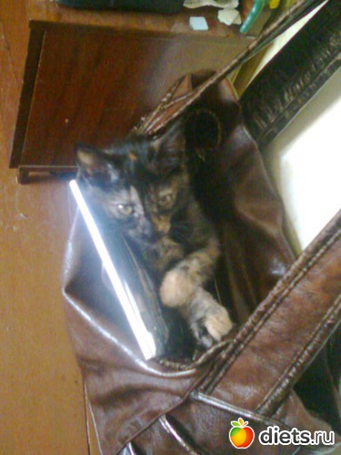 Муха когда была маленькая очень любила сидеть в моей сумке., альбом: Мои дети хвостатые и полосатые.