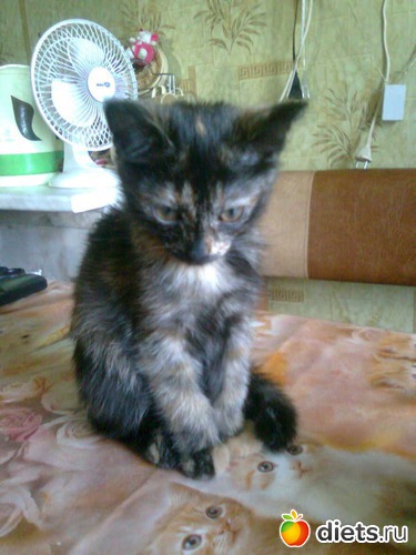 Муха совсем ещё малышь, альбом: Мои дети хвостатые и полосатые.