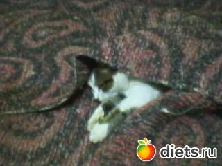 Яша. Ох уж эти игры с паласом .