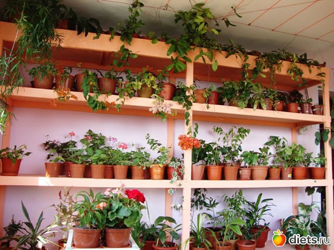 11 фото: Мой зимний сад