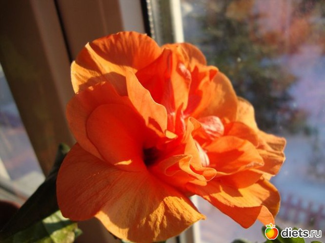 15 фото: Мой зимний сад