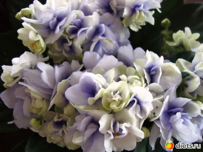 17 фото: Мой зимний сад