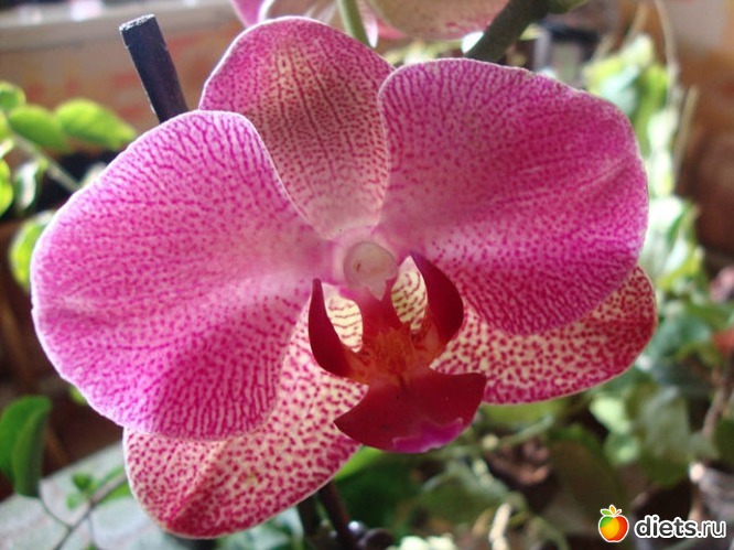 19 фото: Мой зимний сад