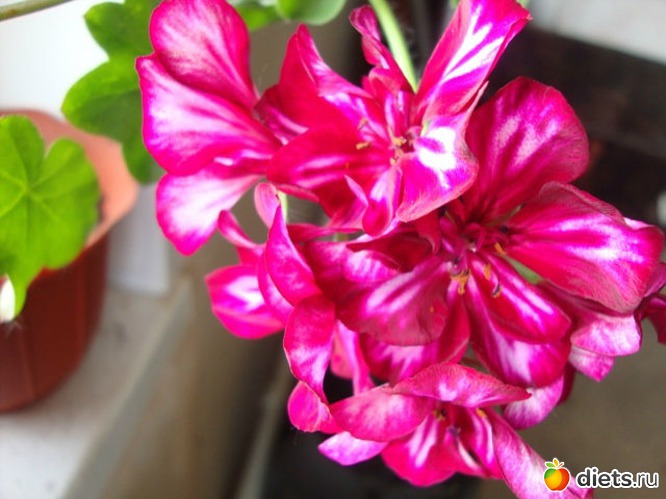 23 фото: Мой зимний сад