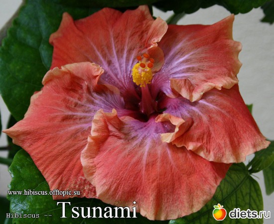 101 - Tsunami, : My Gibiskus Gallery - 2O13