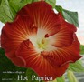 104 - Hot Paprica