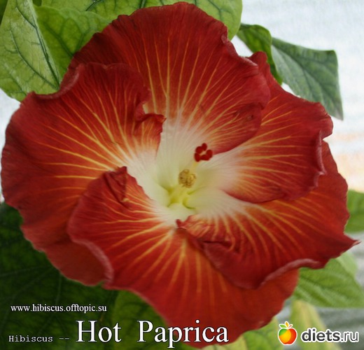 104 - Hot Paprica, : My Gibiskus Gallery - 2O13