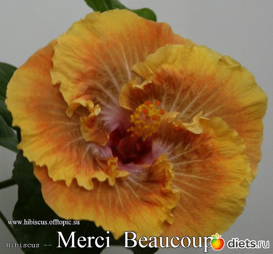 105 - Merci Beaucoup, : My Gibiskus Gallery - 2O13