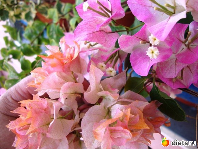 26 фото: Мой зимний сад