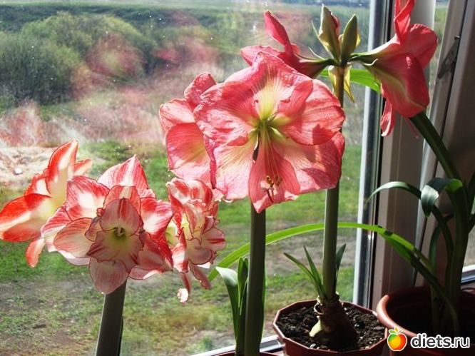 27 ����: ��� ������ ���