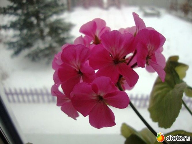 29 фото: Мой зимний сад