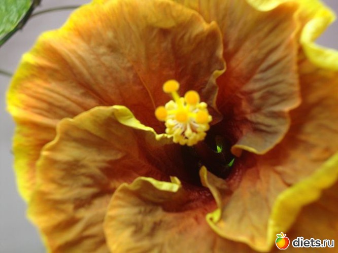 30 фото: Мой зимний сад