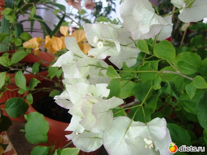 31 фото: Мой зимний сад