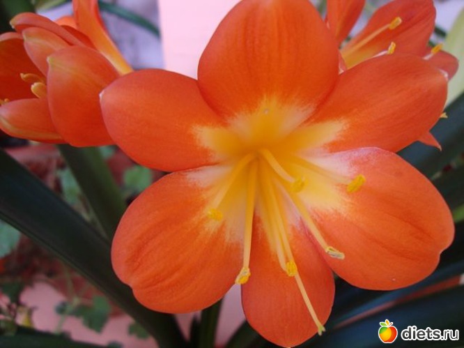 32 фото: Мой зимний сад