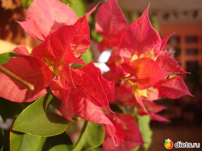 33 фото: Мой зимний сад