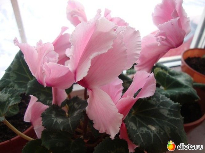 34 фото: Мой зимний сад