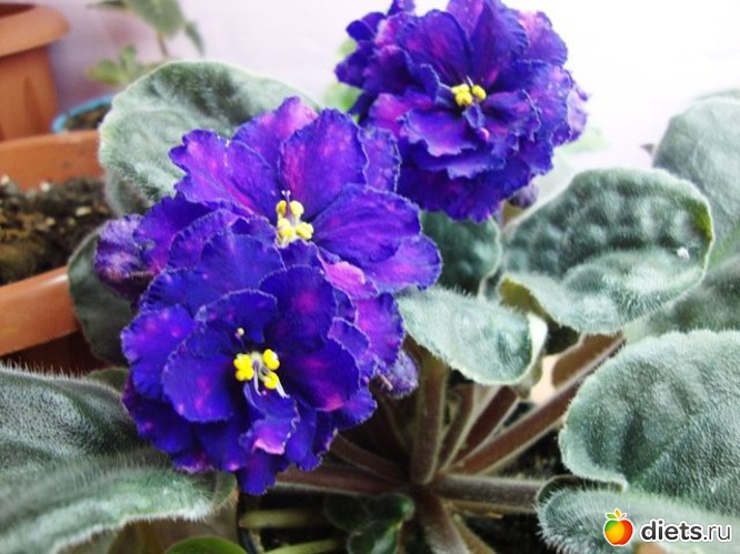 35 фото: Мой зимний сад