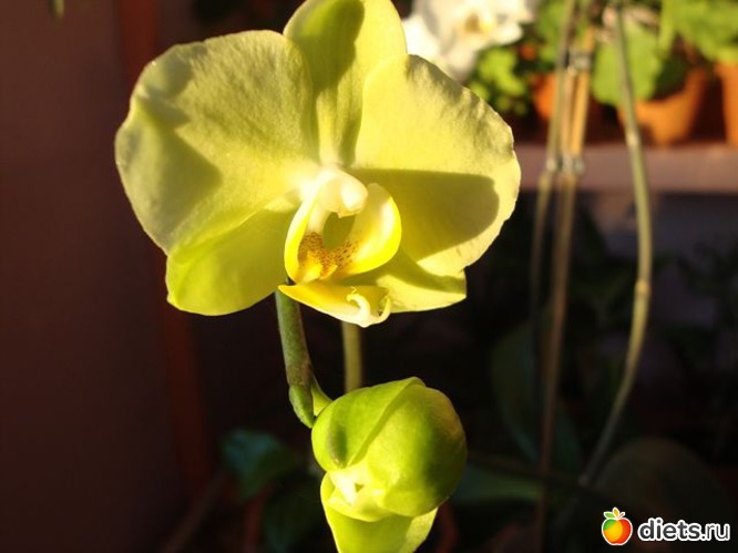 37 фото: Мой зимний сад