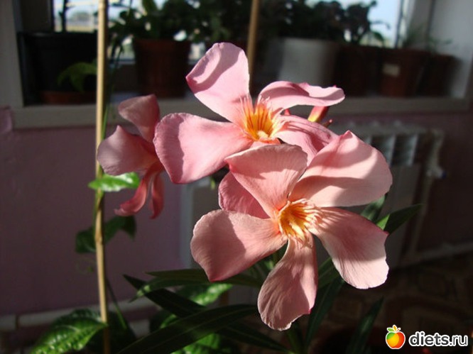 38 фото: Мой зимний сад