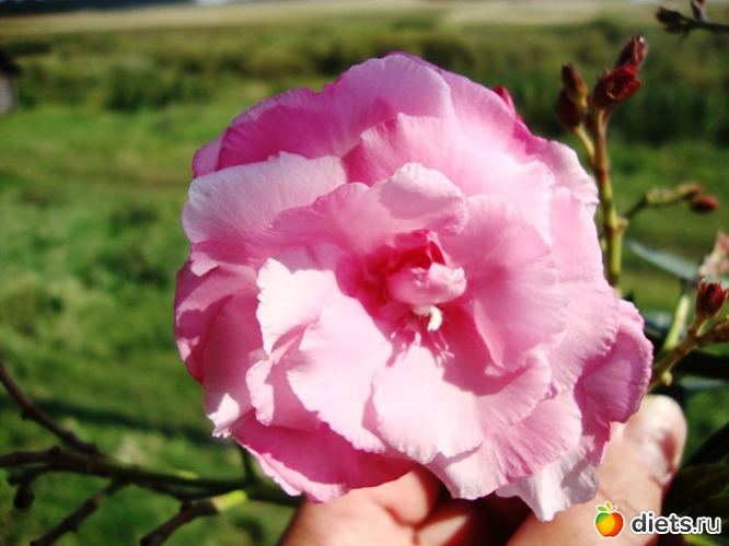 39 фото: Мой зимний сад