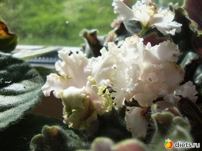 41 фото: Мой зимний сад