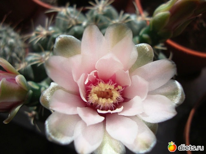 43 фото: Мой зимний сад