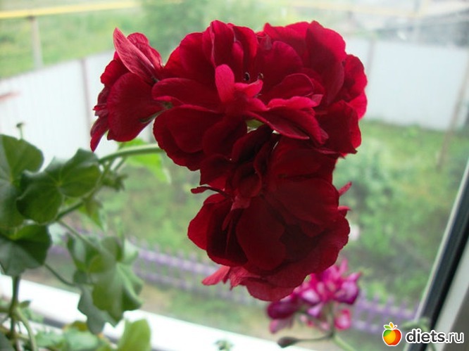 44 фото: Мой зимний сад