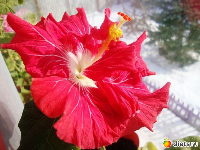 2 фото: Мой зимний сад