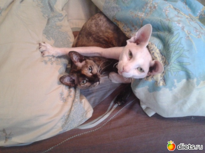 Ой, а кто это у нас просыпается? Ой, а чьи это глазки открываются? Ночью прыгало, скакало, людям спать не давало…, альбом: Ну как без них...