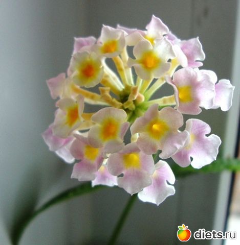 Мой зимний сад