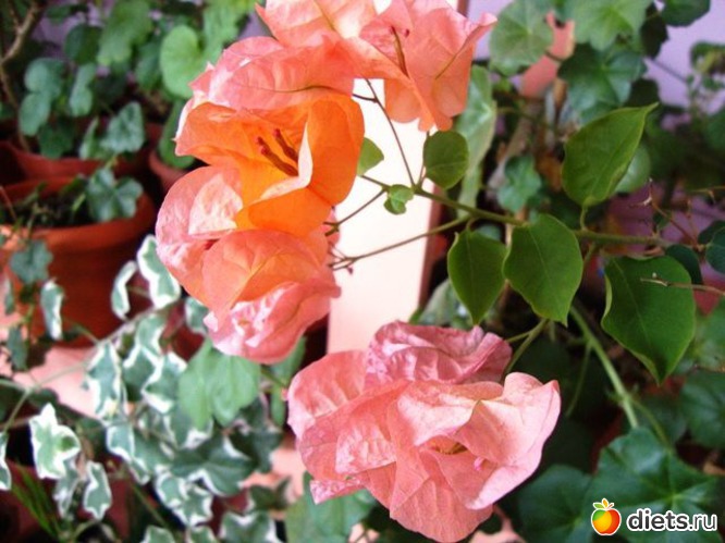 6 фото: Мой зимний сад