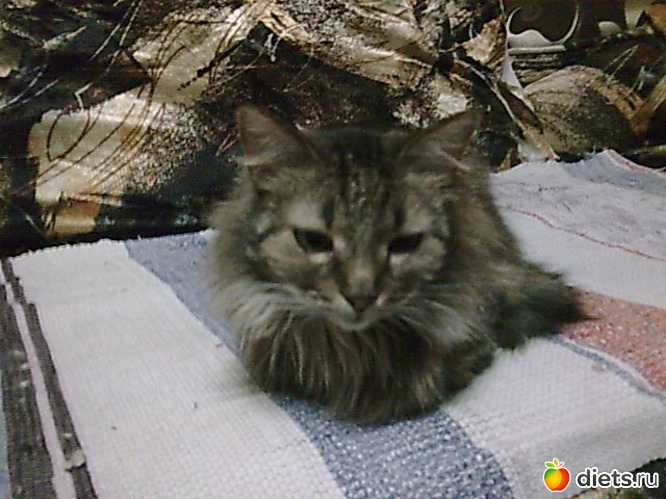 Вася нам сегодня 14 лет, альбом: Мои дети хвостатые и полосатые.