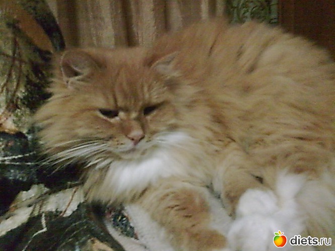 Барсик, альбом: Мои дети хвостатые и полосатые.